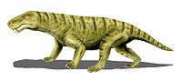 Inostrancevia, a large gorgonopsid - Wikipedia