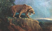 Smilodon fatalis - illustration by Charles R Knight - Wikipedia