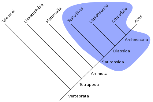 Class Reptilia - a paraphyletic taxon - diagram from Wikimedia