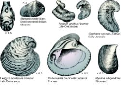 Bivalves - from Fention & Fenton - click for larger image