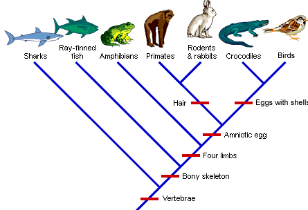 Simple cladogram