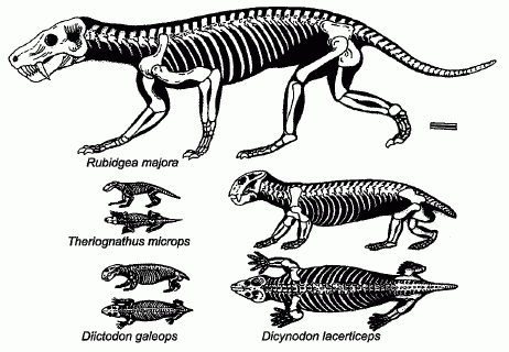 Latest Permian fossil vertebrates