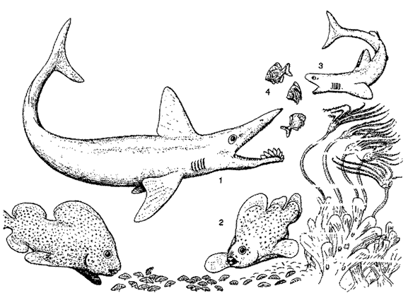 Copacabana fish fauna - from Janvier, Early Vertebrates