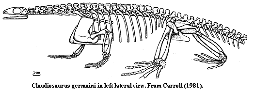 Claudiosaurus in left lateral