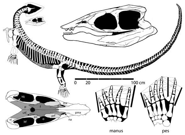 Miodentosaurus brevis