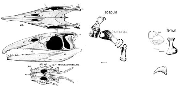 Thalattosaurus skull and limbs