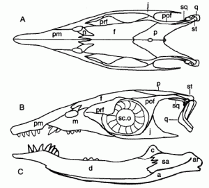 Xinpusaurus