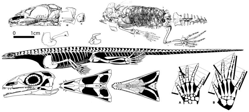 Claudiosaurus germaini