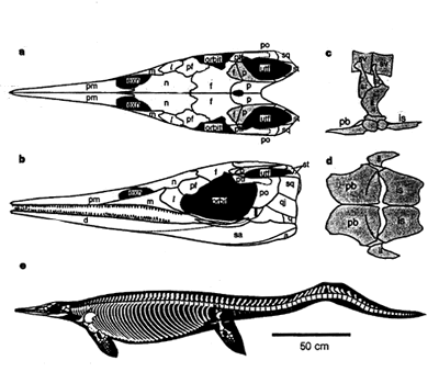 Utatsusaurus from Motani et al. (1998)