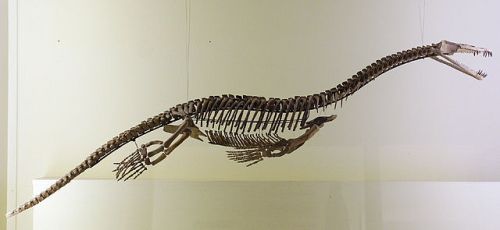 Nothosaurus in the Berliner Museum für Naturkunde